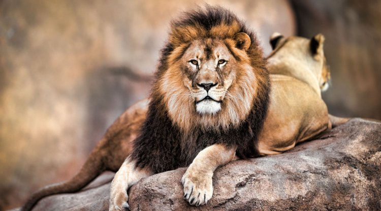 How to Spend your time in Gir!