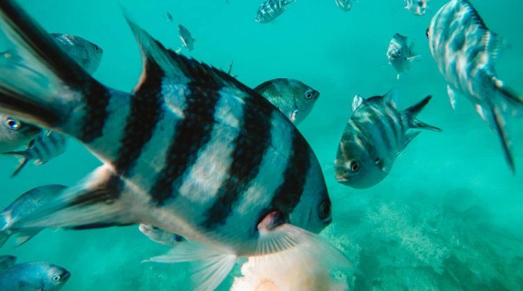 Scuba Diving in Sri Lanka: 5 Important Thing You Need to Know