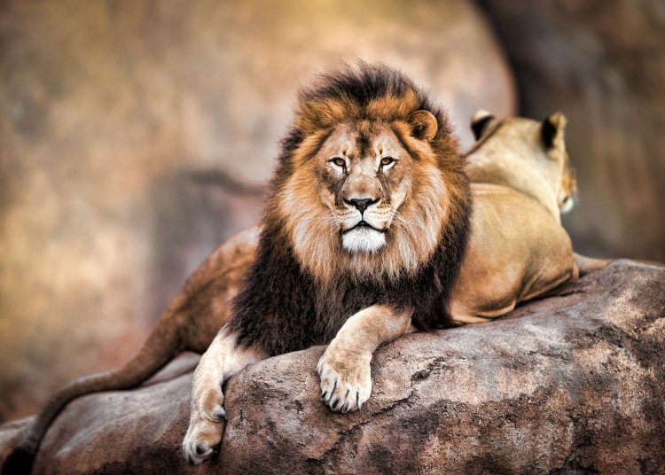 How to Spend your time in Gir!