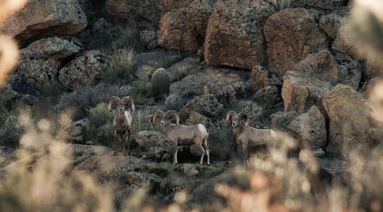When Recreationists Have Too Much Clout on Public Lands