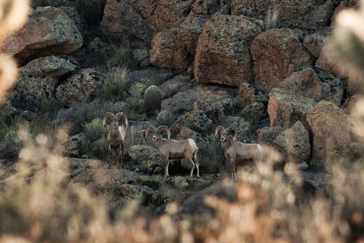 When Recreationists Have Too Much Clout on Public Lands