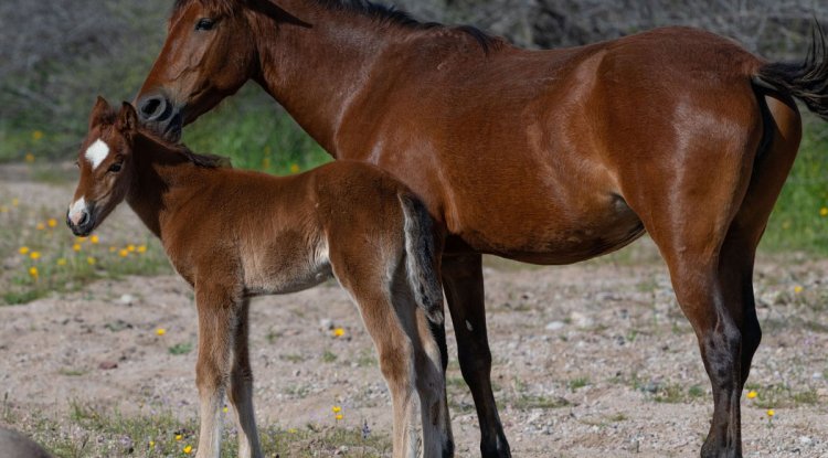 Join hands to support the existence and bright future of Salt River wild horses