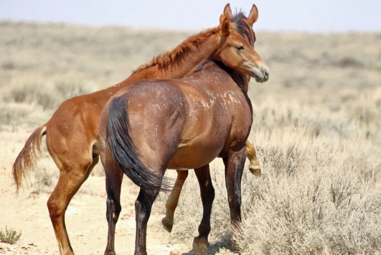My horses Bolt and the journey to the ranger station