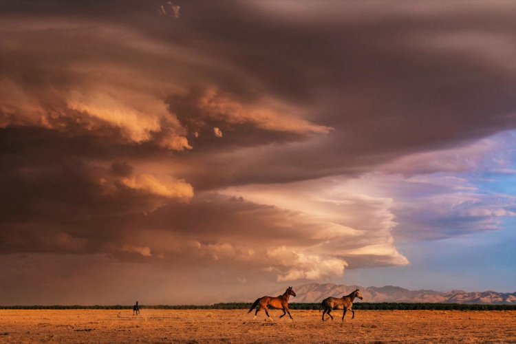 A wild horse and the hurricane season is coming in Arizona