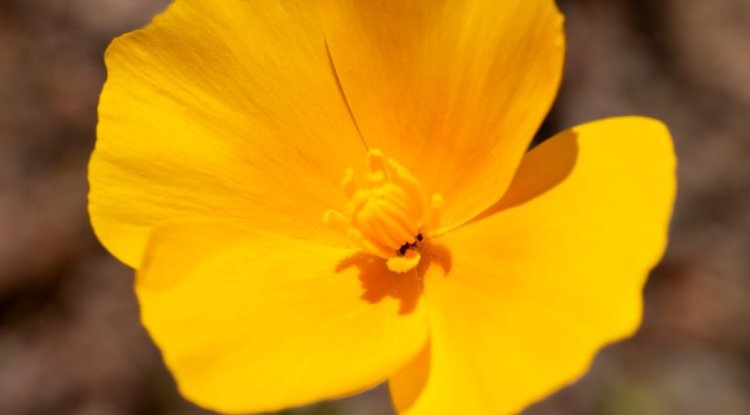 Where have all the wildflowers gone?