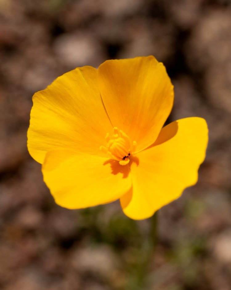 Where have all the wildflowers gone?