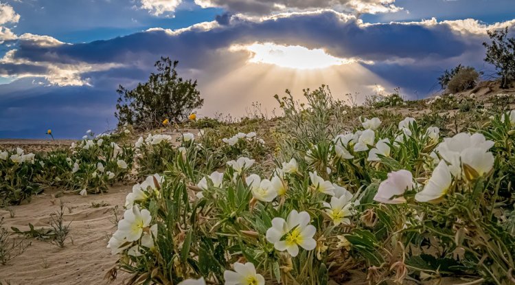 Anza-Borrego Desert State Park travel tips – All things you need to know