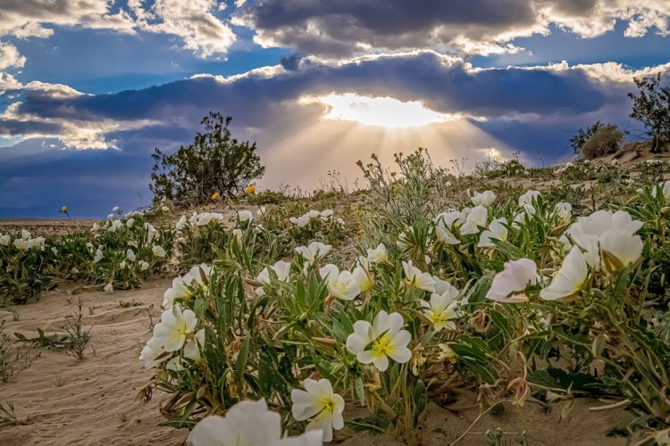 Anza-Borrego Desert State Park travel tips – All things you need to know