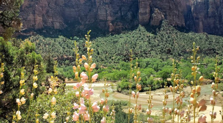 A Journey through Utah’s Natural Treasures: Zion, Bryce Canyon, Coral Pink Sand Dunes, and Glendale