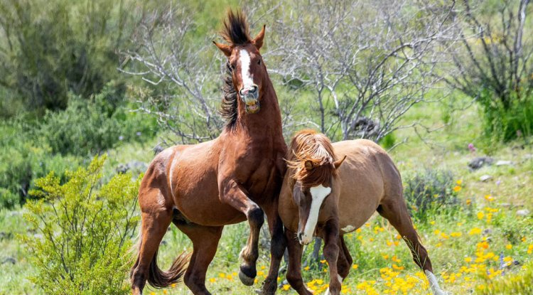 Unleashing Adventure: Witnessing the Wild and Crazy Salt River Wild Mustangs in the American Southwest