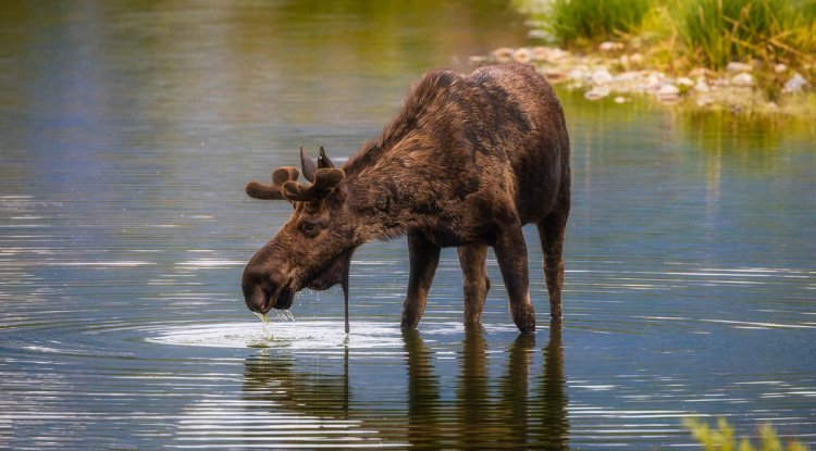 Immersed in Majesty: Exploring Grand Teton National Park
