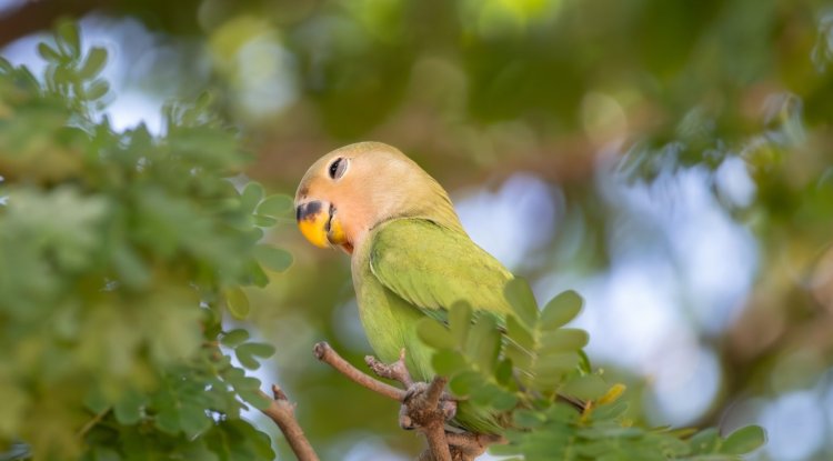 A Serendipitous Encounter: Chasing the Peach-Faced Lovebirds