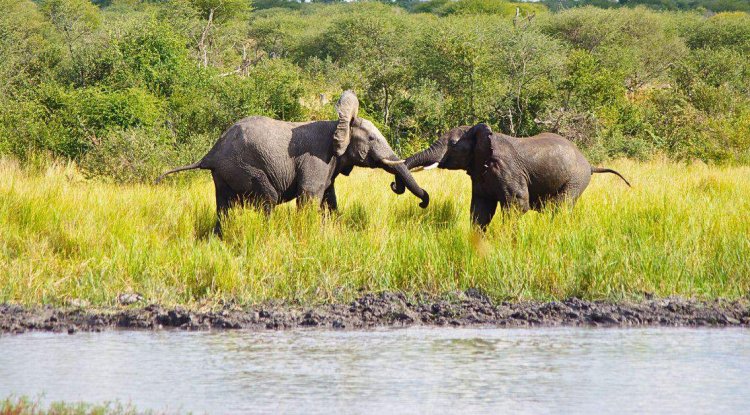 The 7 Best National Parks in Namibia for Nature Lovers to Visit