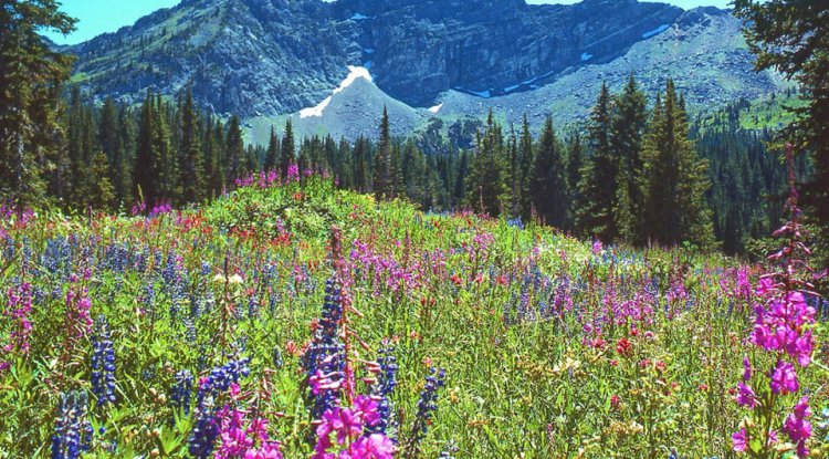 A Symphony of Colors: Admiring Mountain Wildflowers in Utah’s Wasatch Range