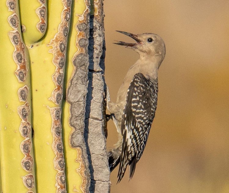 Saguaro National Park: Embracing the Mystique of the Buck Full Moon