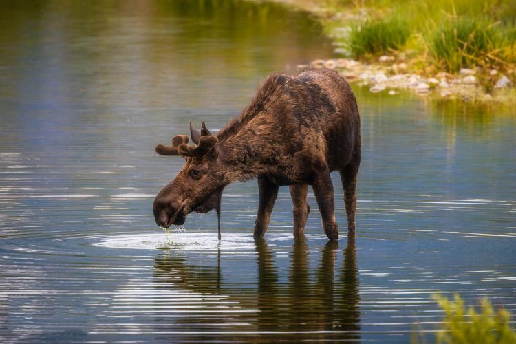 Immersed in Majesty: Exploring Grand Teton National Park
