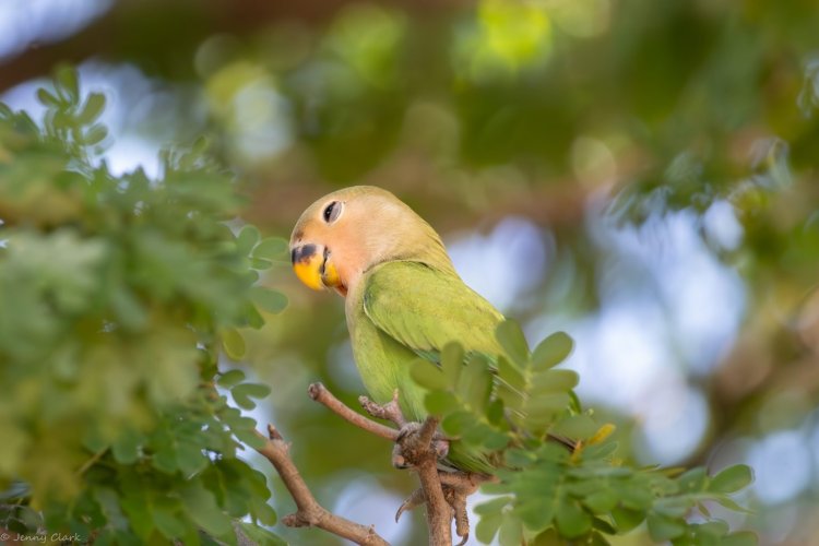 A Serendipitous Encounter: Chasing the Peach-Faced Lovebirds