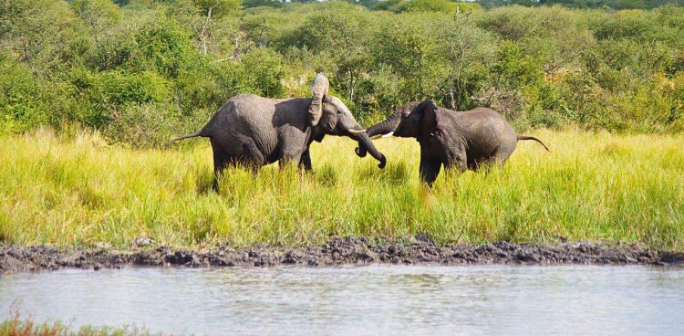The 7 Best National Parks in Namibia for Nature Lovers to Visit