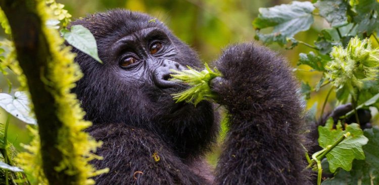The Top 10 National Parks in Uganda to Visit