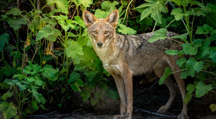 Discovering the Enigmatic Coyote: A Wildlife Encounter in San Pasqual Valley, Escondido, California