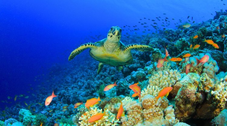 25 Fascinating Facts About Coral Reefs Around the World