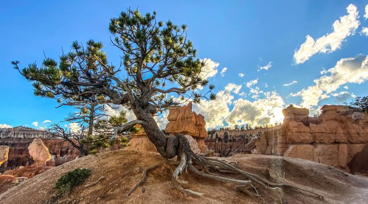 Hiking Queen’s Garden Trail 2023: A Majestic Journey into Bryce Canyon’s Heart