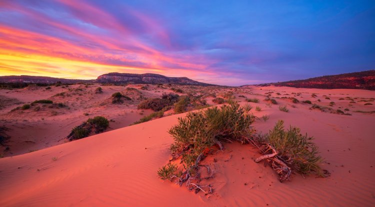 Exploring the Unique Beauty of Coral Pink Sand Dunes State Park, Utah