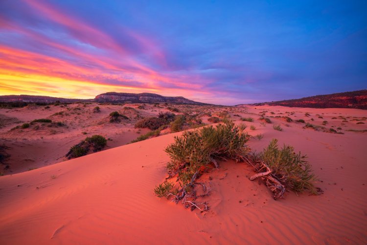 Exploring the Unique Beauty of Coral Pink Sand Dunes State Park, Utah