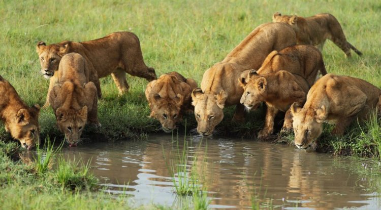 Insider Tips: Kenya and Tanzania