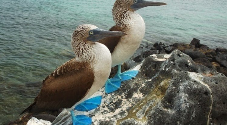 Swoop into Avian Paradise: Top Bird Watching Destinations in Latin America