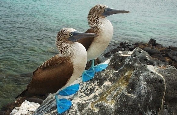 Swoop into Avian Paradise: Top Bird Watching Destinations in Latin America