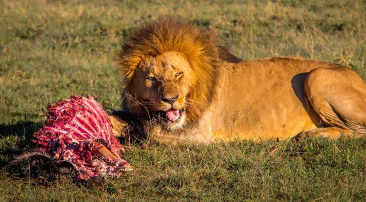The Great Migration in Africa: Where & When You Should See It