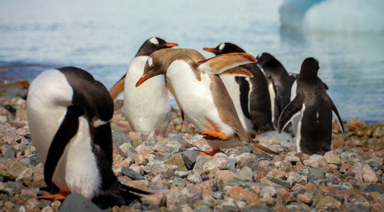 5 Places Where Penguins Live (& Best Times to See Them There)