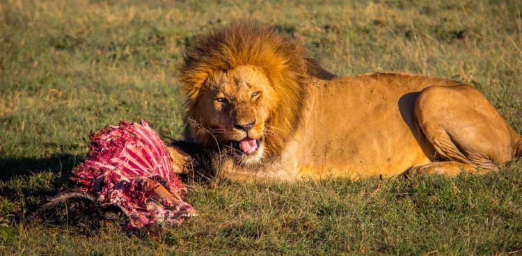 The Great Migration in Africa: Where & When You Should See It