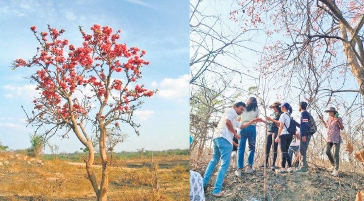 Hyderabad's 'Palash ki Talaash' walk celebrates nature's wonders