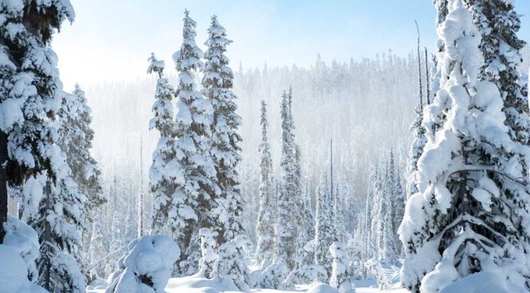 Winter Wonderland in Victoria: Top Resorts, Activities, and Itinerary for a Perfect Snow Season