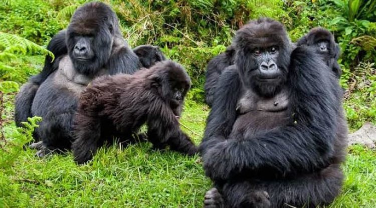 Ultimate Uganda Travel Guide: Destinations, Hotels, Restaurants & Itinerary