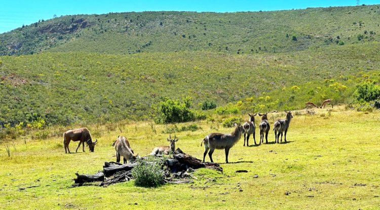 10 days in South Africa: a self-drive itinerary for The Garden Route