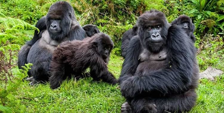 Ultimate Uganda Travel Guide: Destinations, Hotels, Restaurants & Itinerary