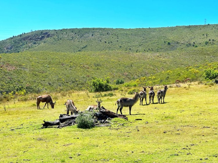 10 days in South Africa: a self-drive itinerary for The Garden Route