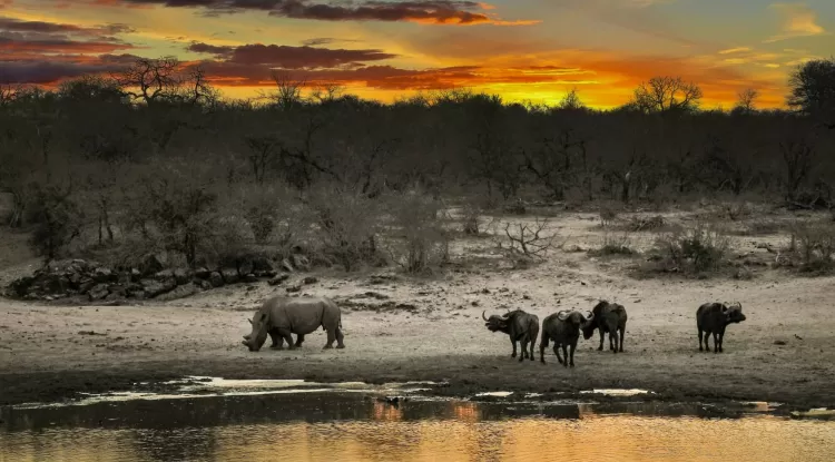 Top 10 African Safari Tours for Nature and Wildlife Enthusiasts