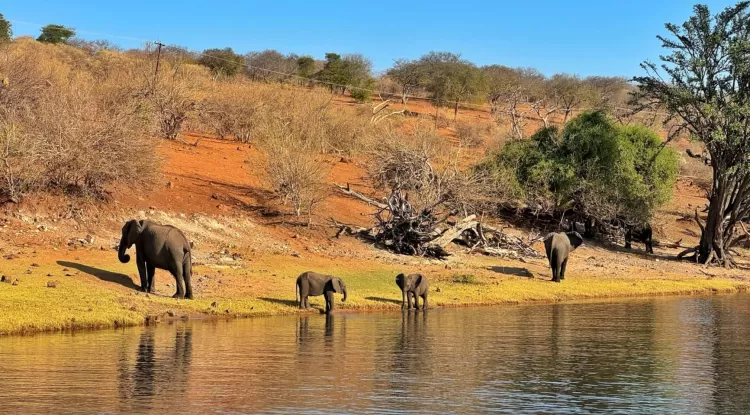Exploring Botswana in 5 days, the perfect itinerary