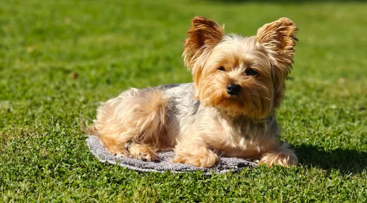 Exploring the Top 10 Pet-Friendly Places in Dubai