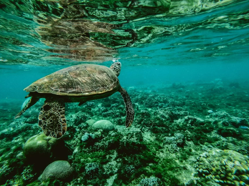 Everything You Need to Know for a Family Trip to the Great Barrier Reef