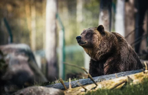 How to Prepare for a Wildlife Viewing Expedition