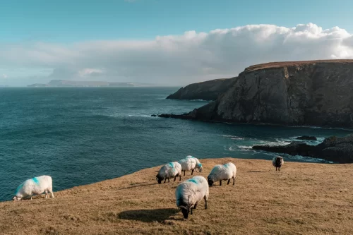 The Souvenir Edit: Irish Finds Worth Traveling For