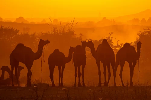 Luxury Travel in India: 9 Unforgettable Experiences