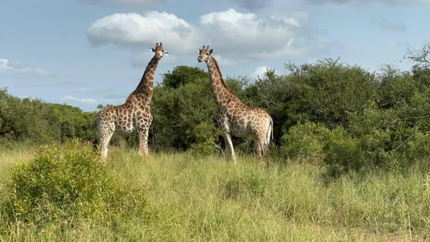 Zuka Private Game Reserve Safari Guide – Bayala Lodge Luxury Wildlife Experience in South Africa