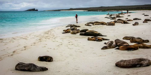 7 Unique Experiences of Galapagos Cruises