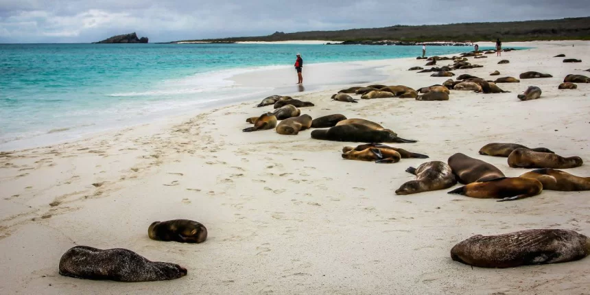 7 Unique Experiences of Galapagos Cruises